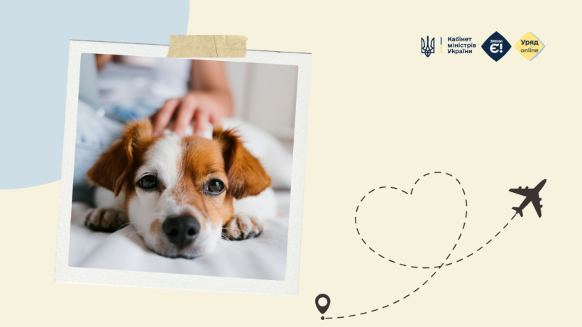 Подорож за кордон із домашнім улюбленцем: що потрібно знати